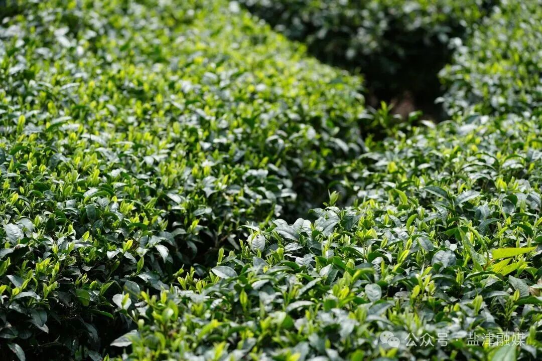 拍摄于2026年2月25日 早春的嫩芽在阳光下生机勃发 (3).JPG