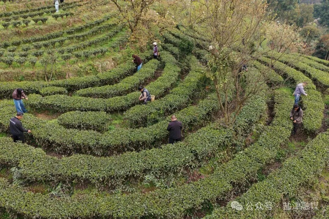 拍摄于2026年2月25日 盐津县兴隆乡保宁村万亩茶园航拍 (1).JPG