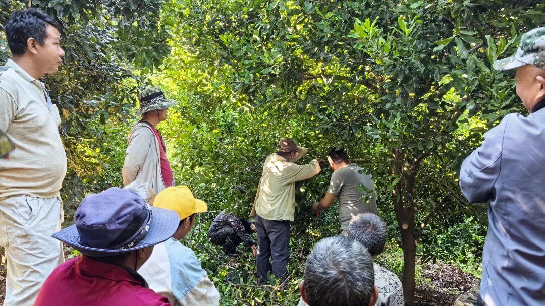 坚果管护培训.jpg