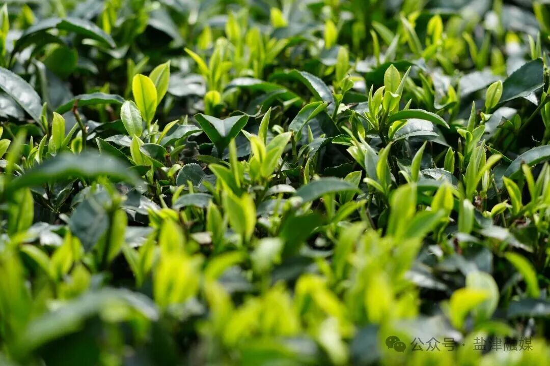 拍摄于2026年2月25日 早春的嫩芽在阳光下生机勃发 (1).JPG