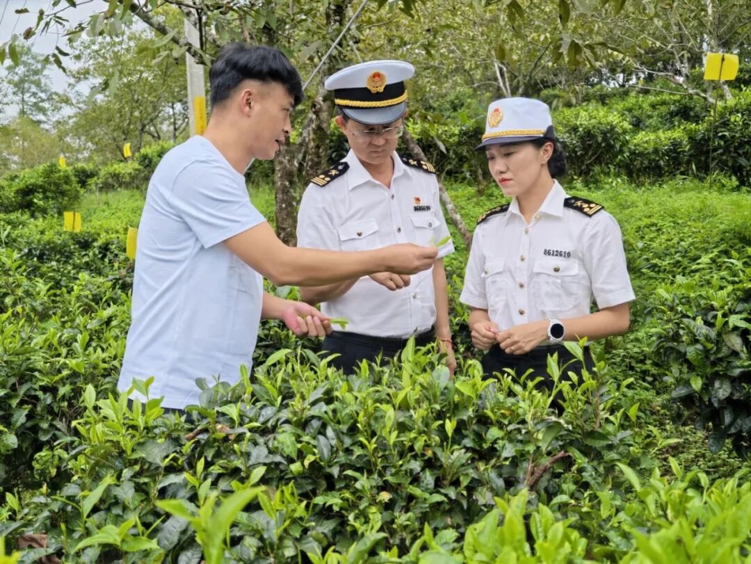 凤庆上土茶业有限公司淡春山茶场茶园基地。郑家斌摄.jpg