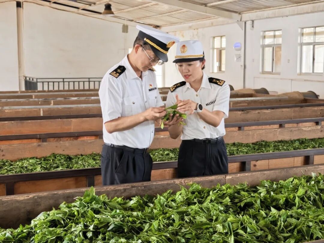 凤庆上土茶业有限公司淡春山茶场。郑家斌摄.jpg