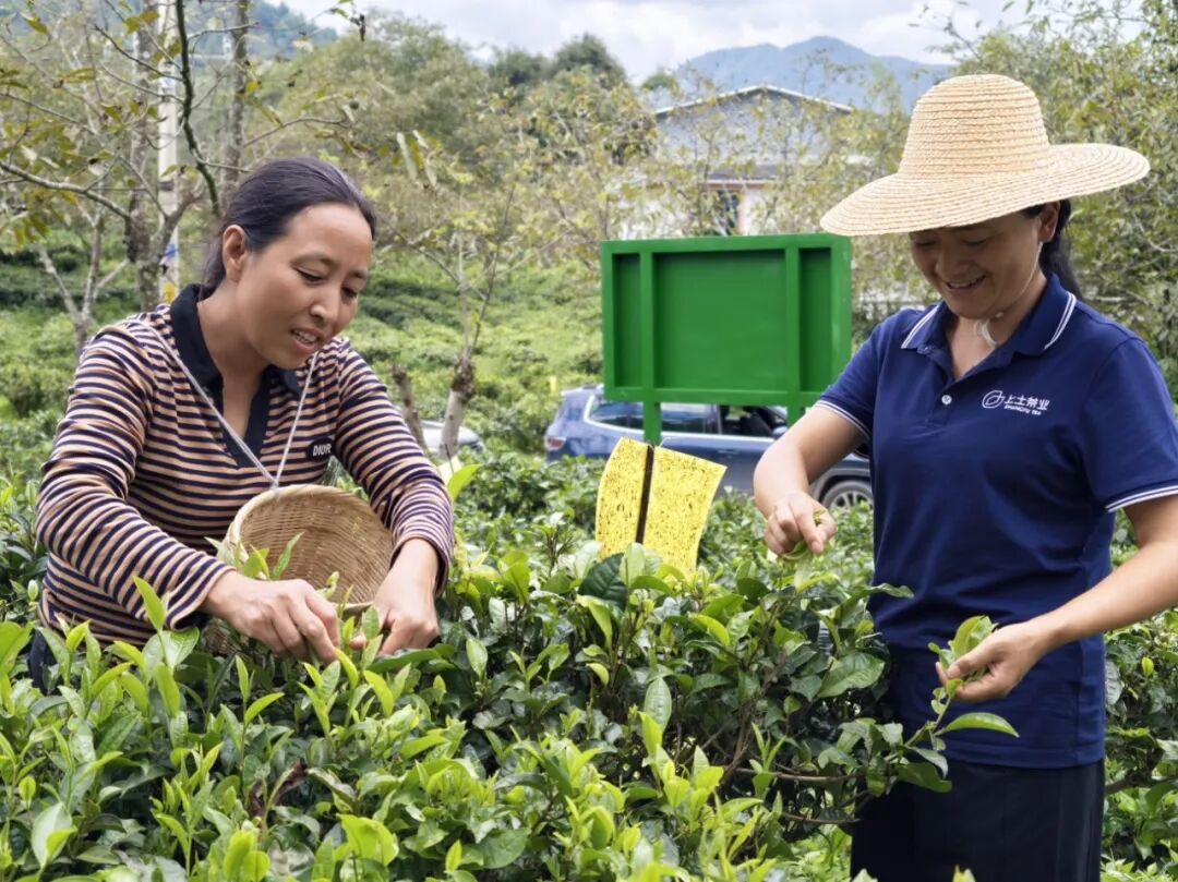 凤庆上土茶业有限公司淡春山茶场茶园基地.jpg